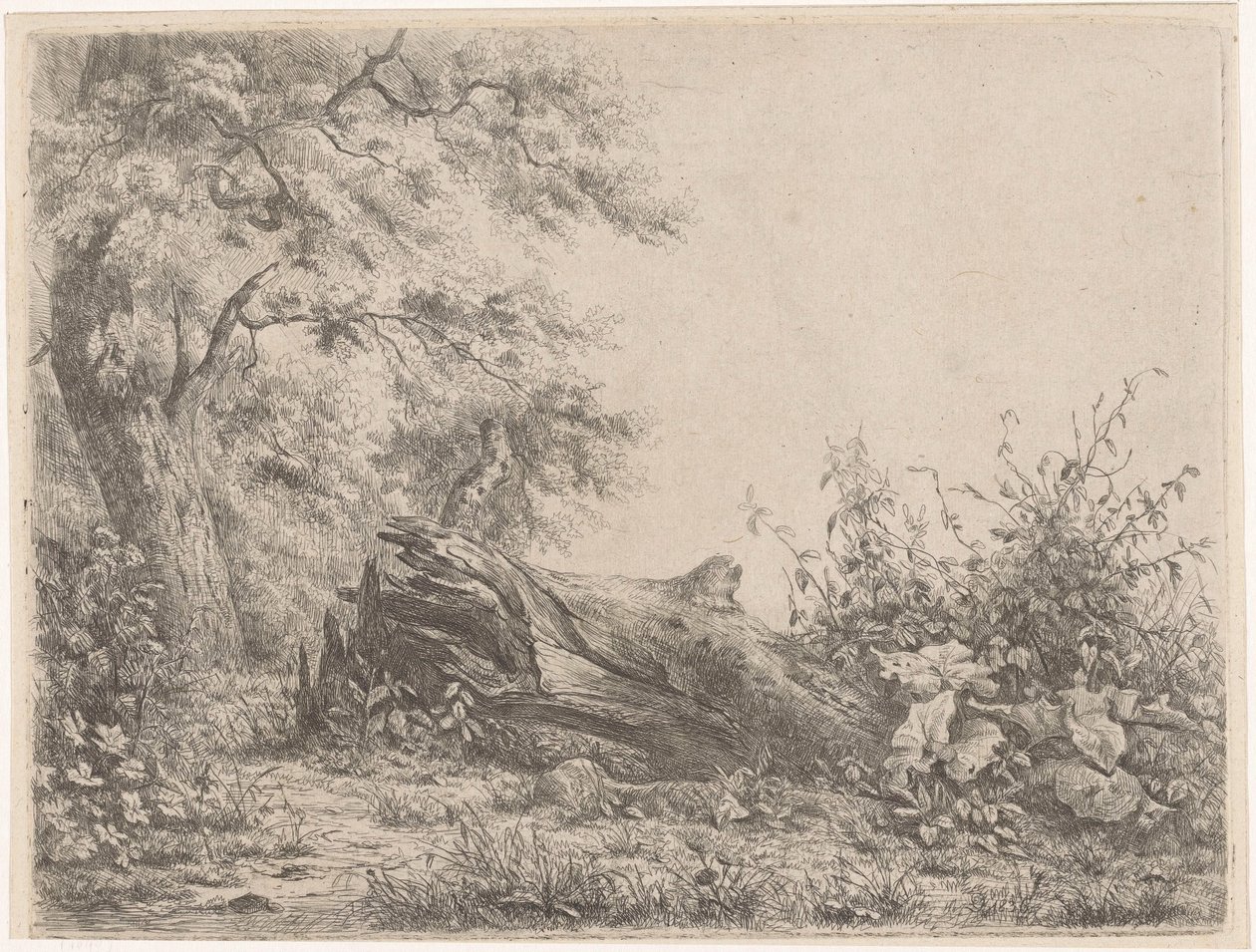 Umgestürzter Baum am Waldrand von Pierre Louis Dubourcq