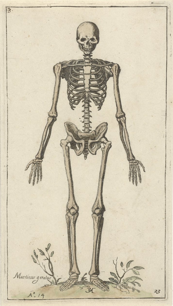 Männliches Skelett, von vorne gesehen von Pieter Feddes van Harlingen