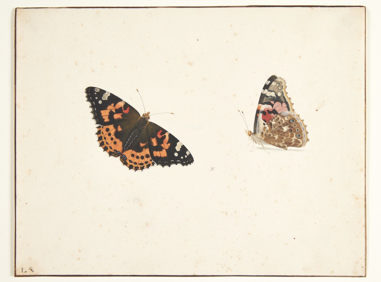 Zwei Studien einer Distelfalter (Vanessa cardui L.) von Pieter Holsteijn