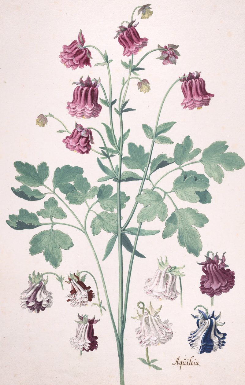 Eine Akelei oder Omas Haube..., mit zusätzlichen Blumenstudien, Mitte 17. bis Ende 17. Jahrhundert von Pieter Holsteyn the Younger