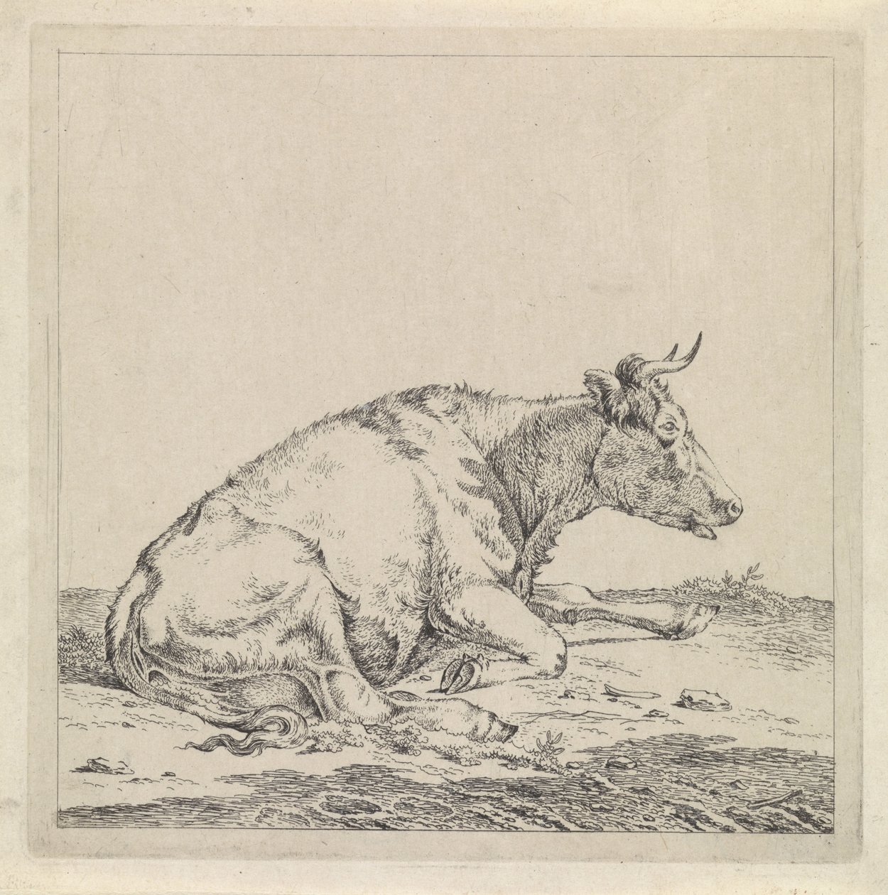 Liegende Kuh, nach rechts von Pieter Janson