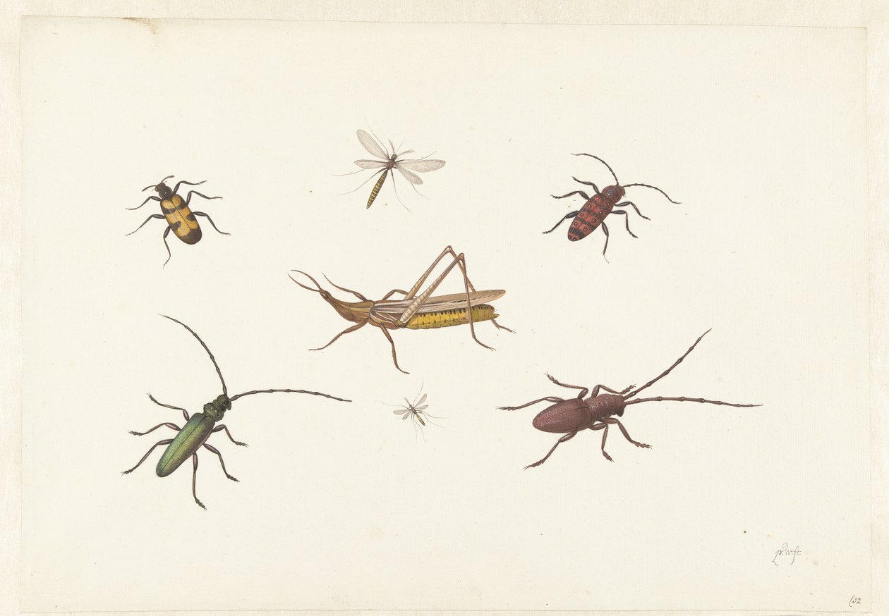 Blatt mit sieben verschiedenen Insekten von Pieter Withoos