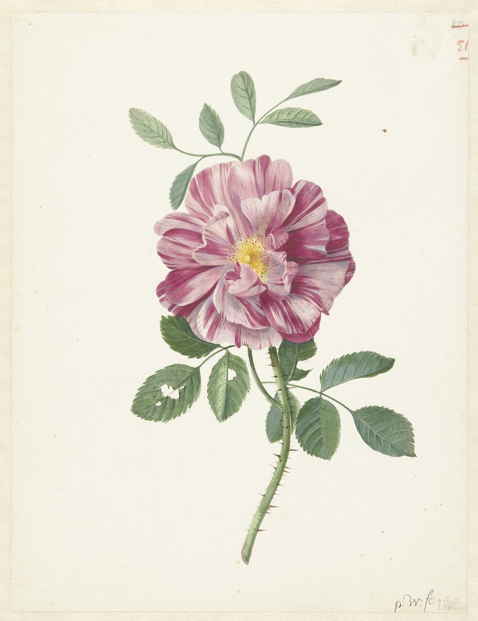 Gallica-Rose (Rosa gallica L. 