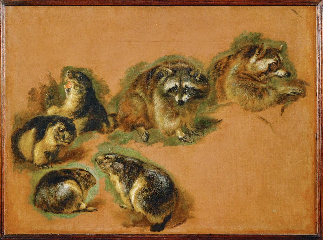 Murmeltier und Waschbären von Pieter or Peter Boel