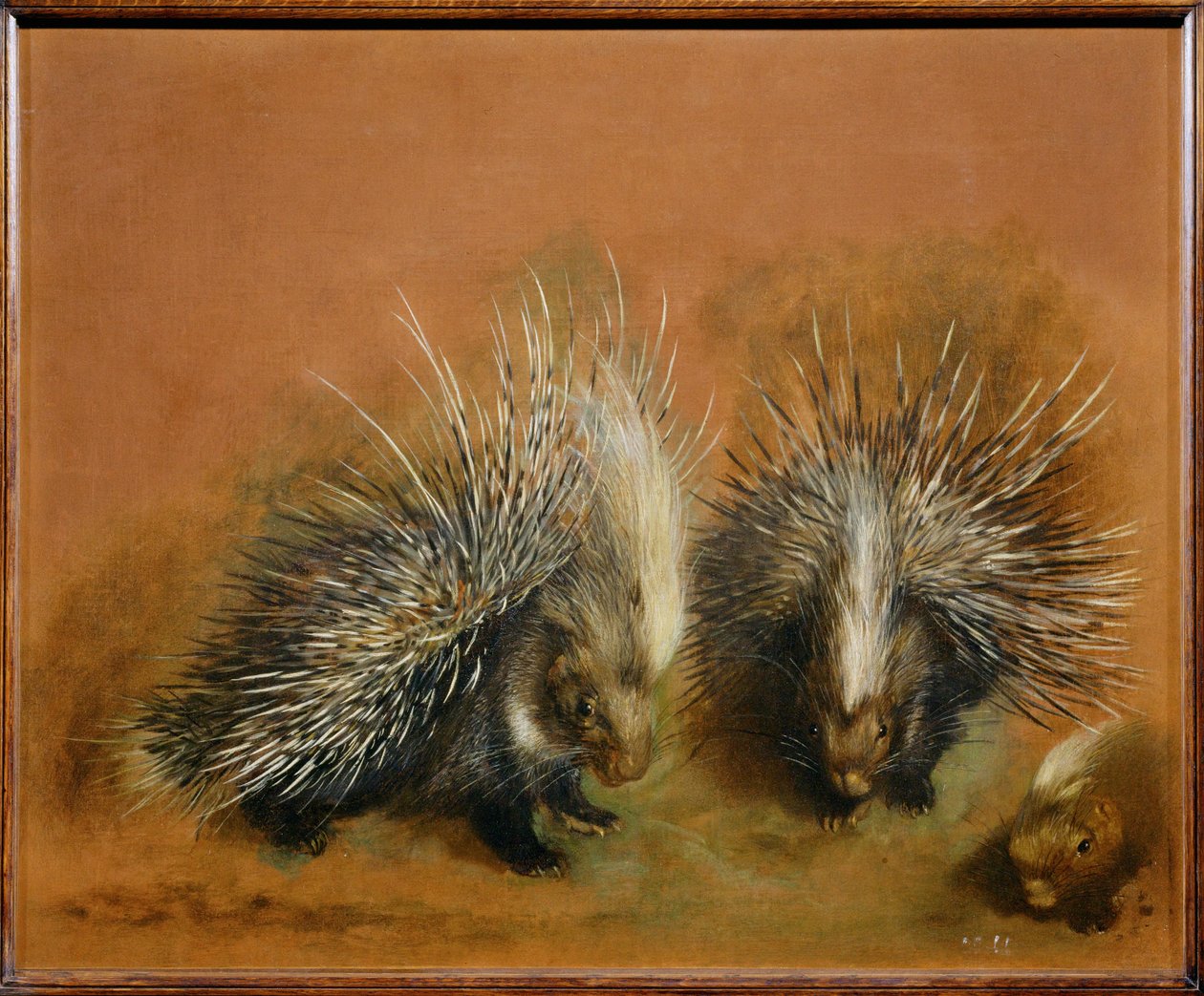 Stachelschwein von Pieter or Peter Boel
