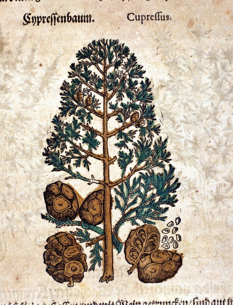 Zypernkegel. Gravur - in „Kreutterbuch Dess Hochgelehrten unnd weitberühmten Herrn D. Petri Andreae Matthioli“ von Pietro Andrea Mattioli (Matthiole) (1500-1577). Frankfurt von Pietro Andrea Mattioli