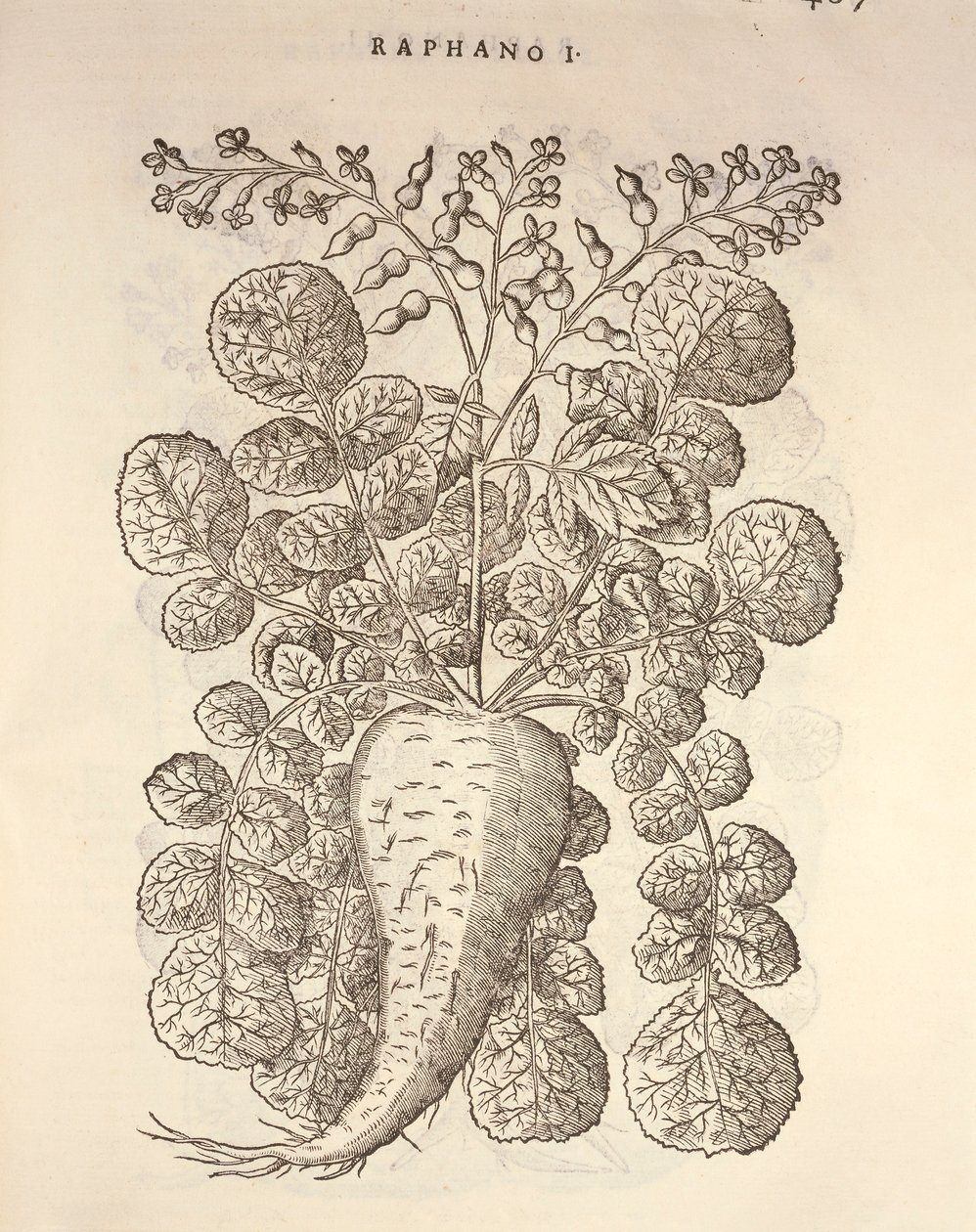 Meerrettich (Armoracia rusticana), Gravur von Pier Andrea Mattioli von Pietro Andrea Mattioli