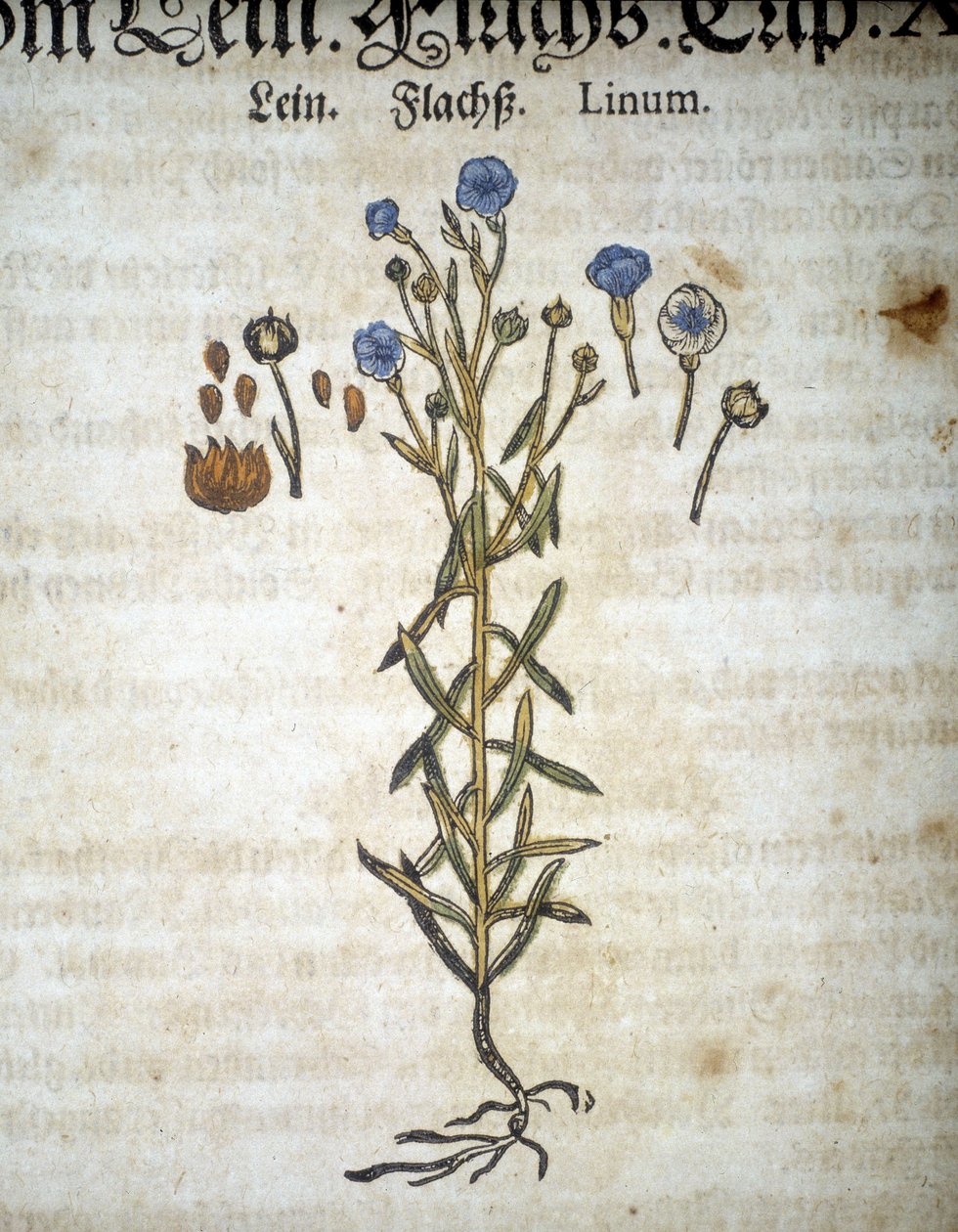 Lein oder Linum - In „Herbarium Mattioli“. von Pietro Andrea Mattioli