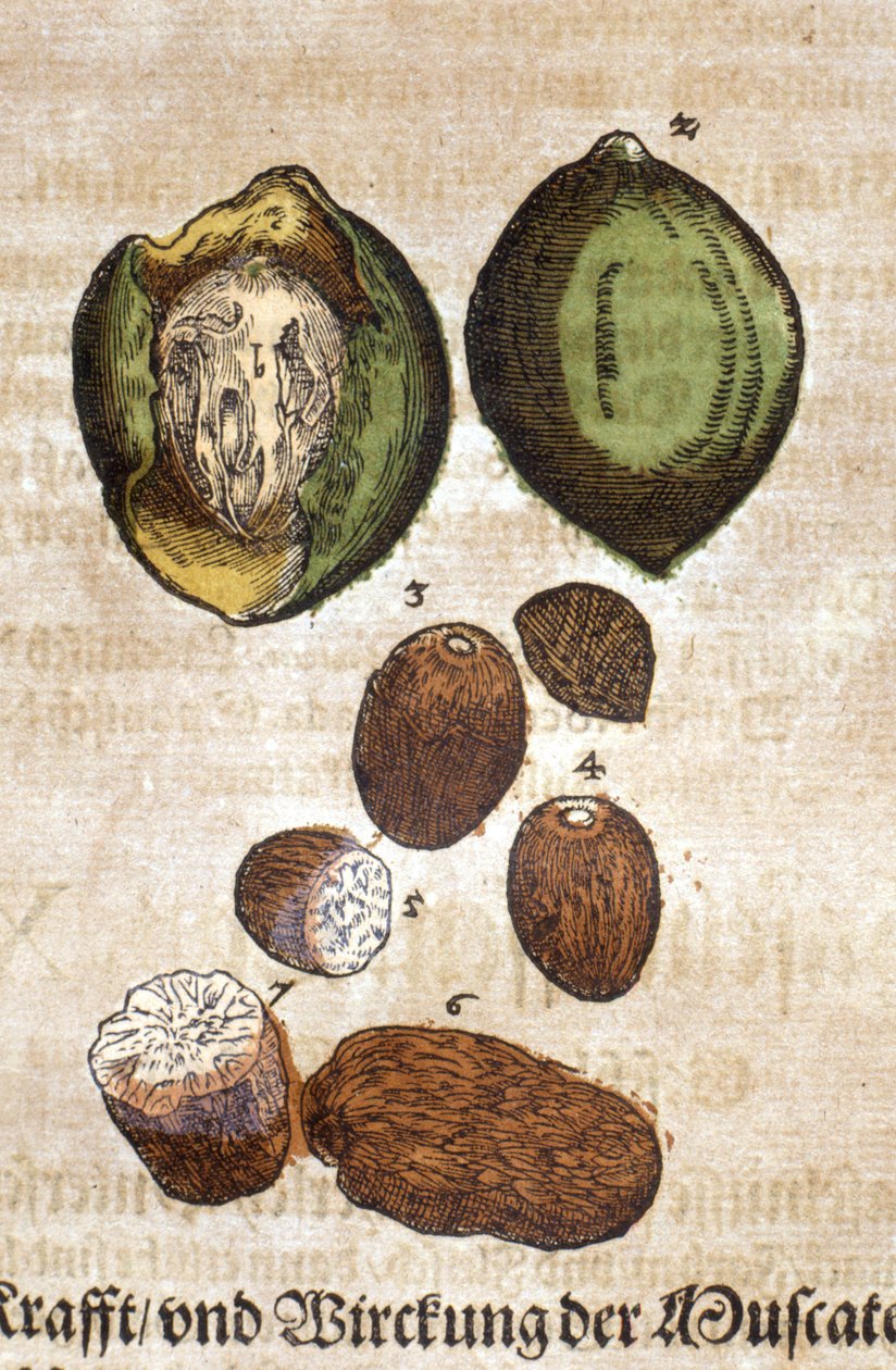 Muskatnuss. Gravur - in „Kreutterbuch Dess Hochgelehrten und weitberühmten Herrn D. Petri Andreae Matthioli“ von Pietro Andrea Mattioli (Matthiole) (1500-1577). Frankfurt von Pietro Andrea Mattioli