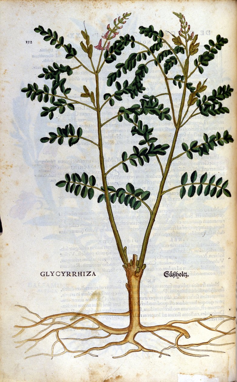 Die Lakritze. Gravur - in „Kreutterbuch Dess Hochgelehrten unnd weitberuhmten Herrn D. Petri Andreae Matthioli“ von Pietro Andrea Mattioli (Matthiole) (1500-1577). Frankfurt von Pietro Andrea Mattioli