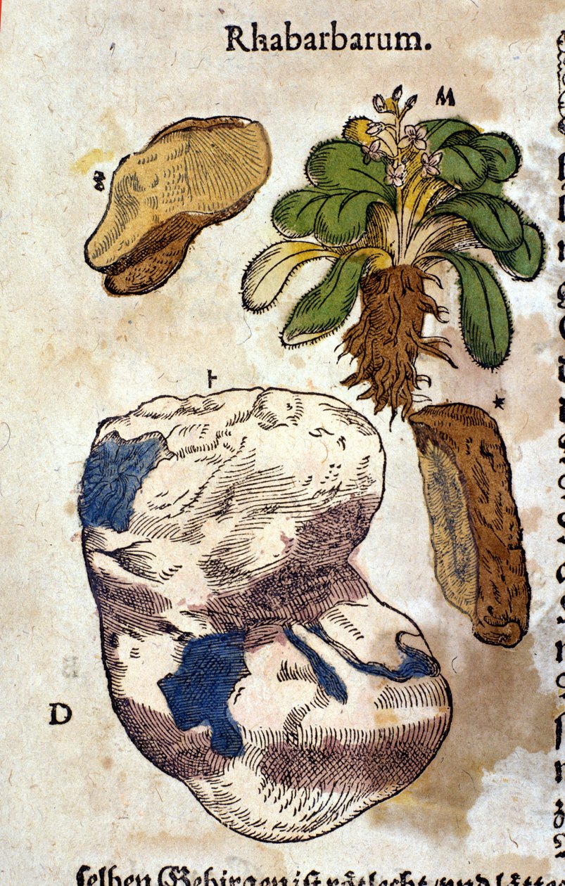 Der Rhabarber. Gravur - in „Kreutterbuch Dess Hochgelehrten unnd weitberuhmten Herrn D. Petri Andreae Matthioli“ von Pietro Andrea Mattioli (Matthiole) (1500-1577). Frankfurt von Pietro Andrea Mattioli
