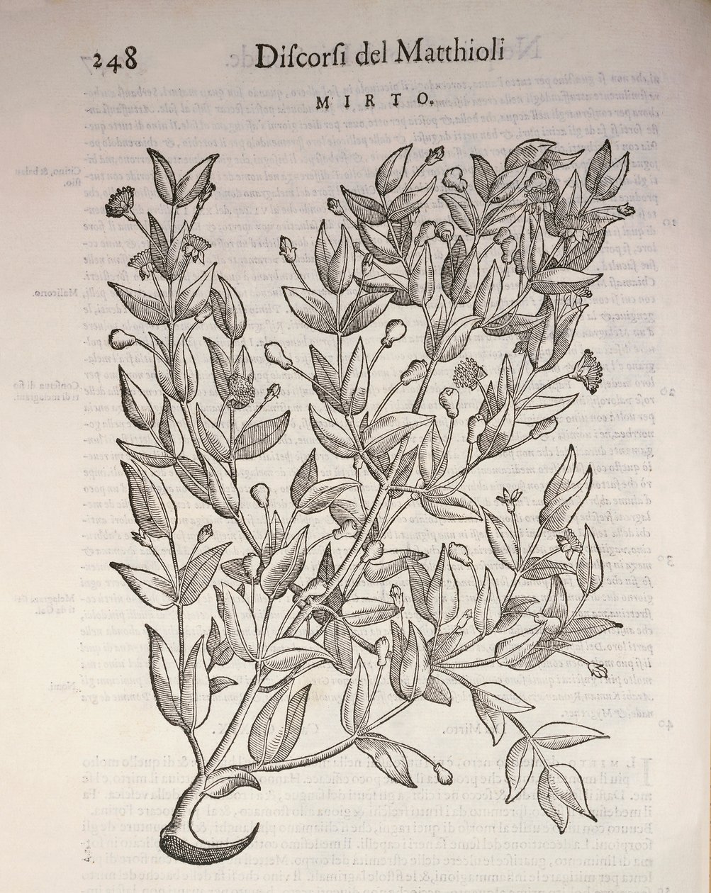 Echte Myrte (Myrtus communis), Gravur von Pier Andrea Mattioli von Pietro Andrea Mattioli