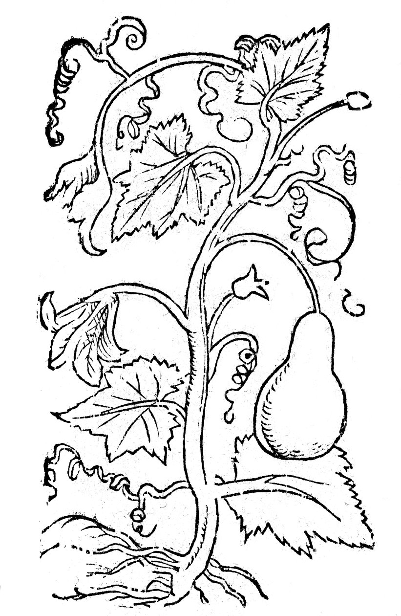 XII Bücher von dem Feldbau und vollkommener Bestellung eines ordentlichen Meierhofs oder Landguts von Pietro de