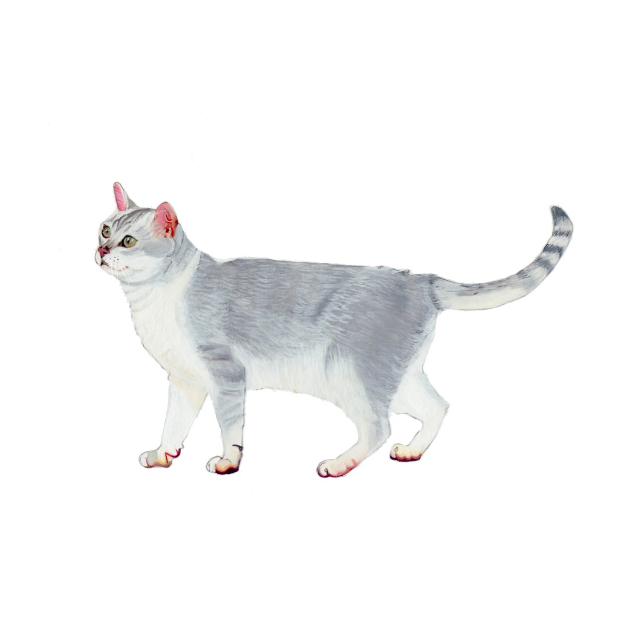 Burmilla von Polly Horner