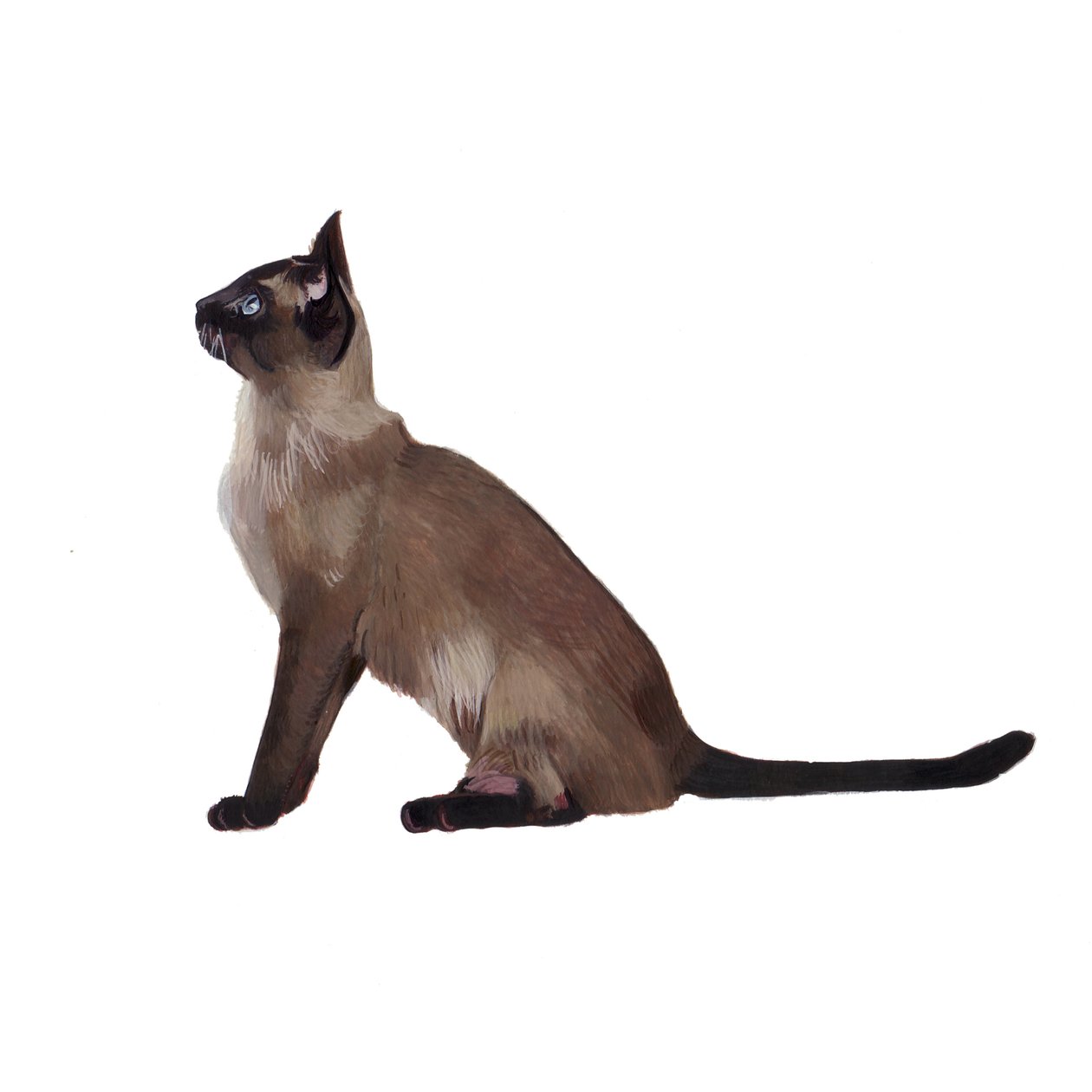 Tonkinese, 2014 von Polly Horner