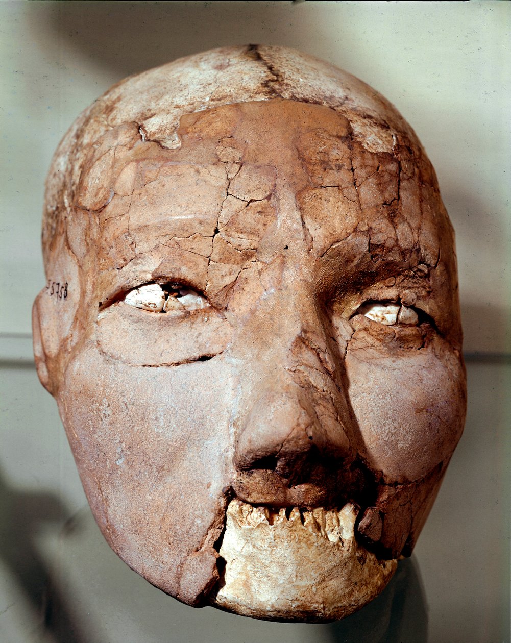 Neolithische Kunst: Menschlicher Schädel aus der Steinzeit (6000-4000 v. Chr.). Aus Jericho, Archäologisches Museum, Amman, Jordanien von Prehistoric Prehistoric