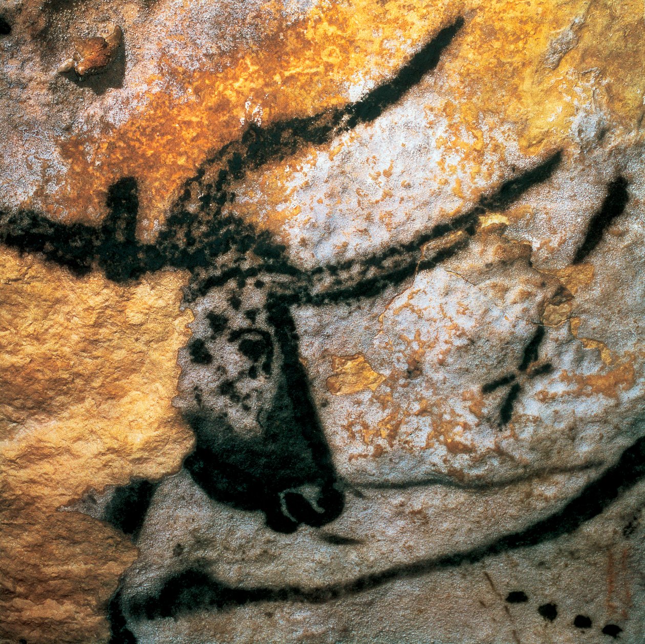 Wandmalerei, die einen Auerochsen darstellt, Stierzimmer, Höhle von Lascaux, Montignac, Dordogne, Frankreich, Paläolithikum Magdalénien von Prehistoric Prehistoric