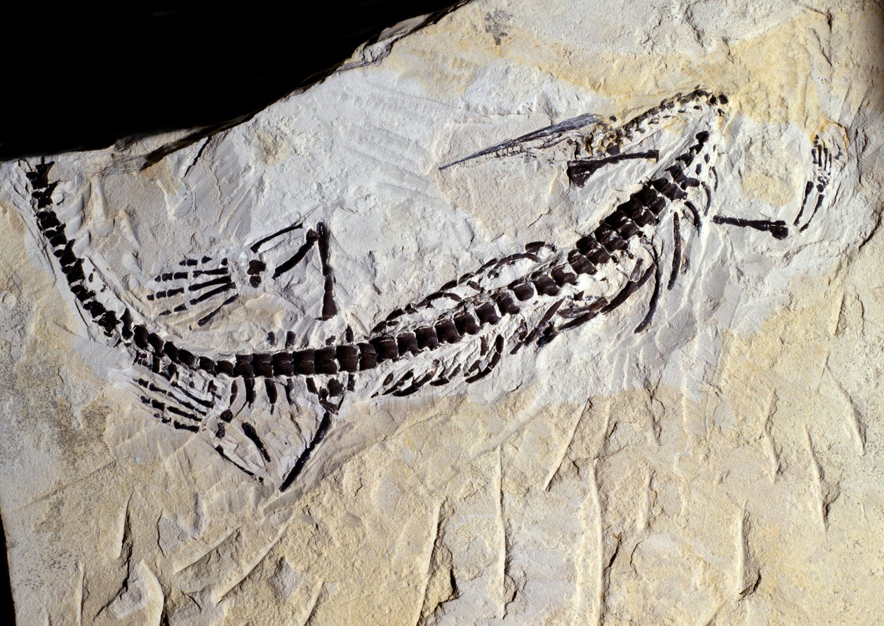 Prähistorische Fossilien