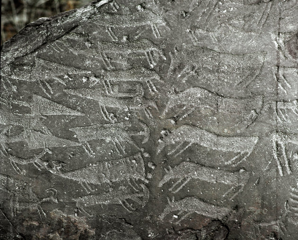 Vorgeschichte, Felskunst: Grabfelsen mit Darstellungen von Dolchen, Ochsen. Kupferzeit. Eneolithische Periode (Chalkolithikum). Roche Nr. 1. Cemmo (Brescia) Parco archeologico nazionale dei Massi di Cemmo, Italien von Prehistoric Prehistoric