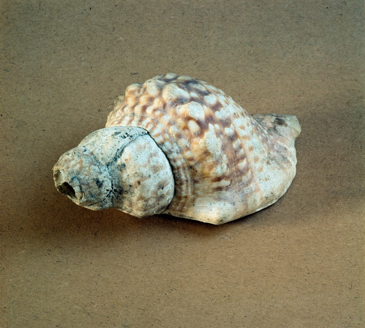 Prähistorie: durchbohrte Triton-Nodifer-Schale, verwendet als Pfeife aus der Nekropole von Arene Candide (Finale Ligurien), Ligurien. Mittleres Neolithikum, Steinzeit von Prehistoric Prehistoric