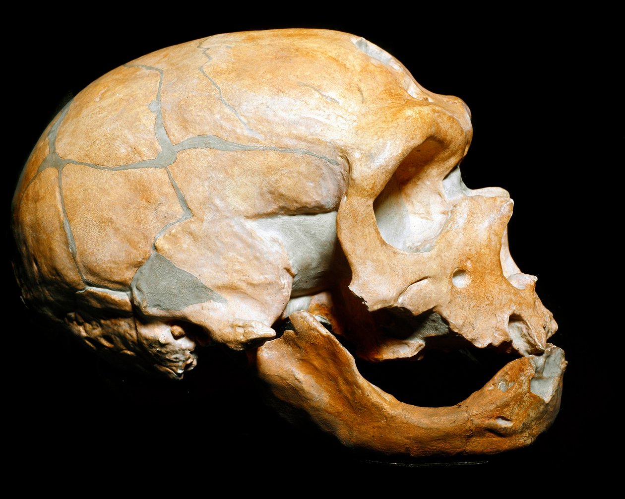 Prähistorie: Schädel des Neandertalers (Homo sapiens), Paläolithikum. Gefunden in Correze im Jahr 1908 von Prehistoric Prehistoric