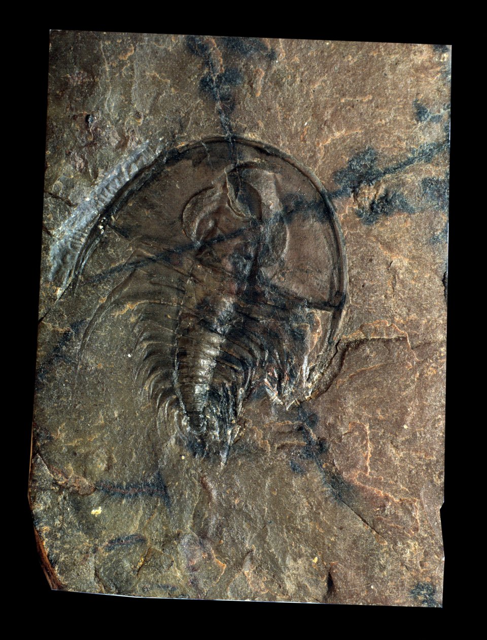 Urgeschichte: Trilobit Olenellus Fossil (Gliederfüßer). Zeitalter des Paläozoikums, Periode des Kambriums. Fund in Utah, Vereinigte Staaten von Prehistoric Prehistoric