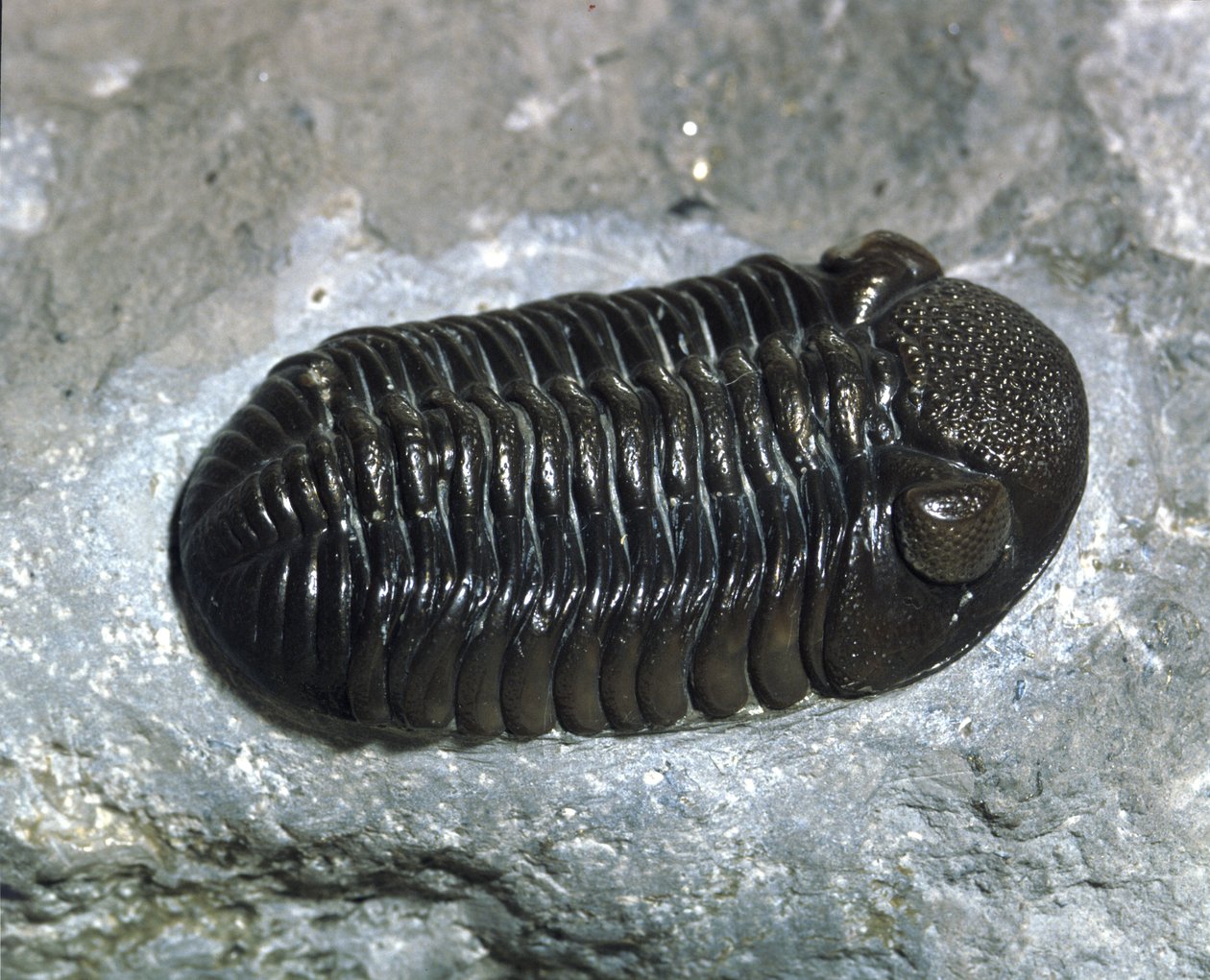 Trilobit Phacops Rana Fossil (Arthropode). Devon-Zeit. Fund in Ohio, USA von Prehistoric Prehistoric