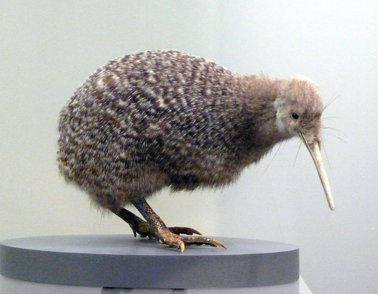 Präpariertes Kiwi-Vogel-Exemplar (Apterygidae), flugunfähig. Auckland Museum, Neuseeland von Prehistoric Prehistoric