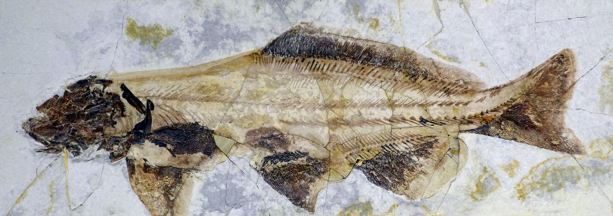Stör-Fossilabdruck, Unterkreide (Objekt) von Prehistoric Prehistoric