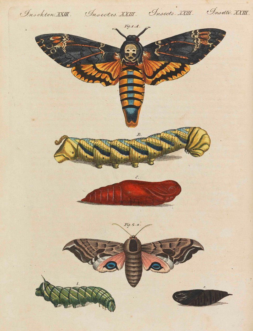 Kinderbilderbuch Kinderenzyklopädie von Friedrich Johann Justin Bertuch, 1798-1830 von Pupils of the Weimar Princely Free