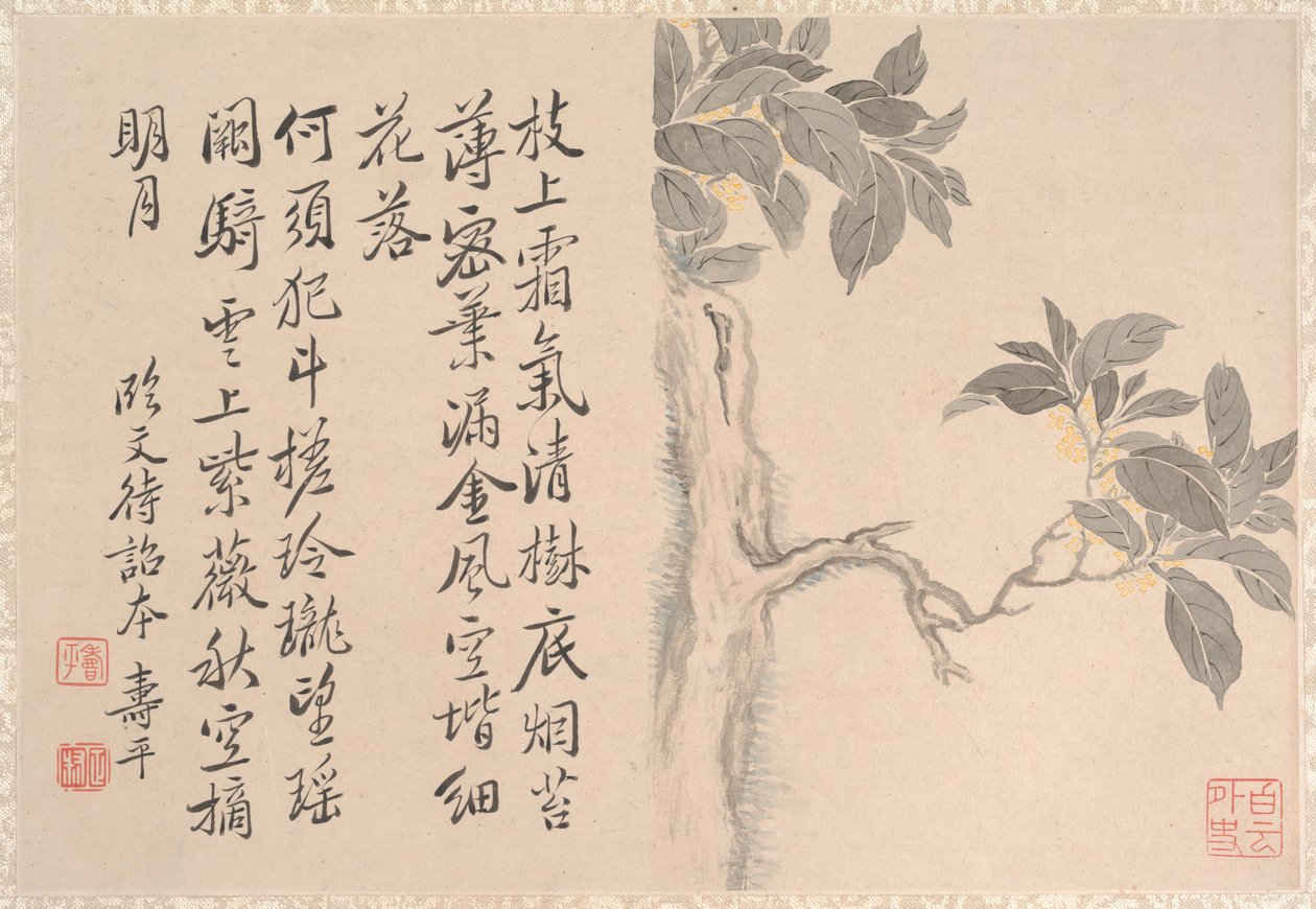 Kassienbaum (Albumblatt) von Qing Dynasty Chinese School