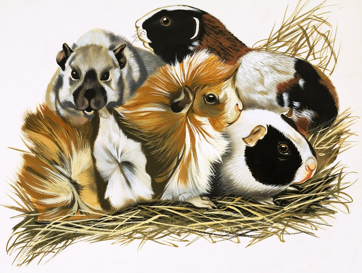 Alle Arten von Meerschweinchen von R.B. Davis