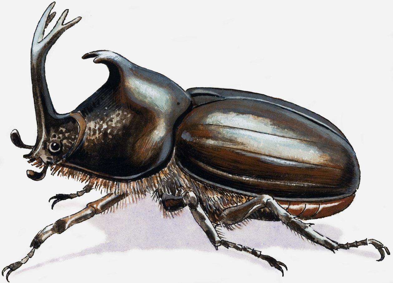 Hirschkäfer von R.B. Davis