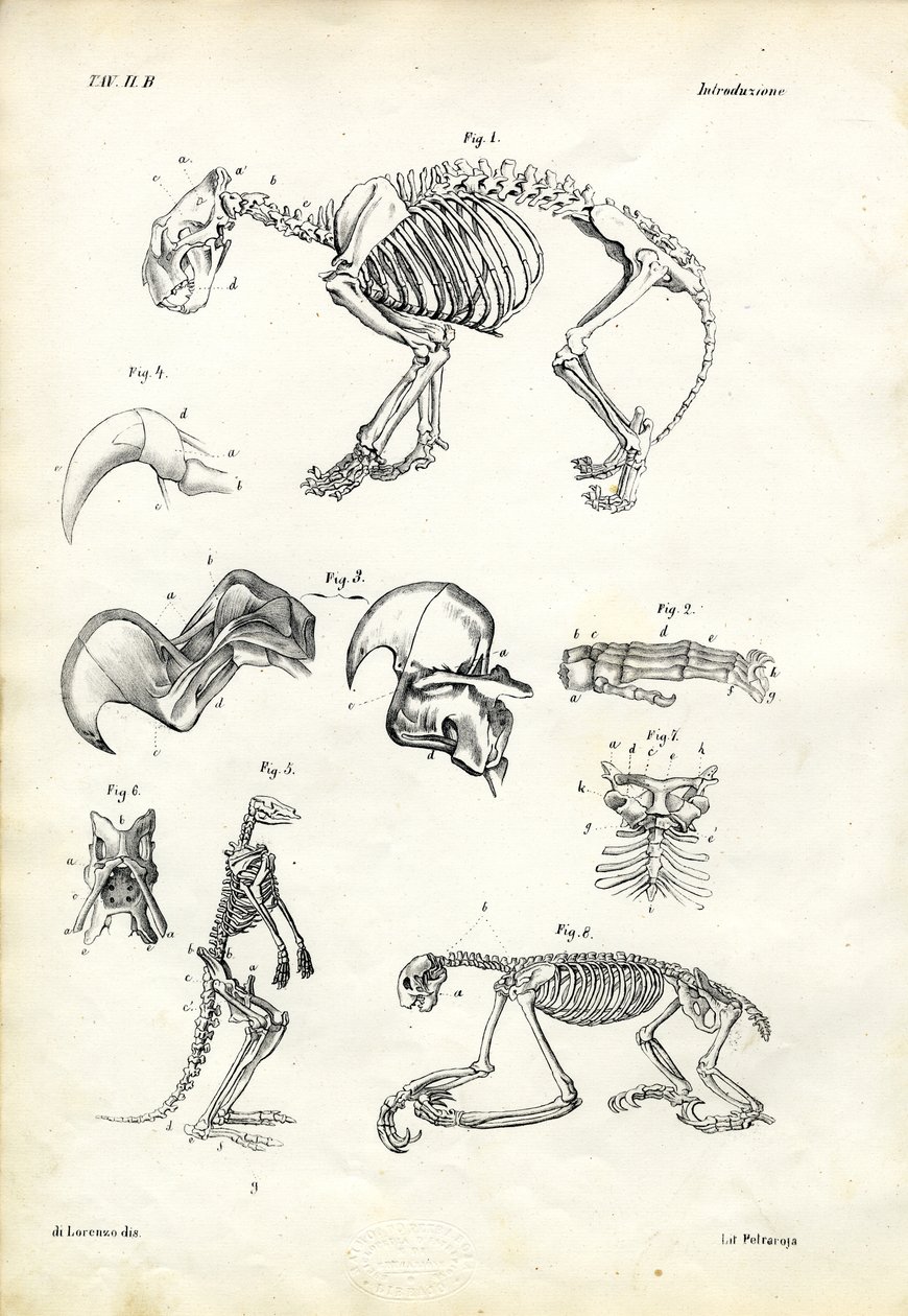 Katze, 1863-79 von Raimundo Petraroja