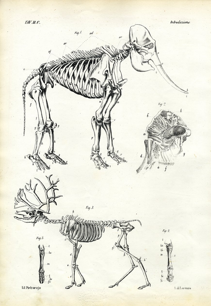 Elefant, 1863-79 von Raimundo Petraroja
