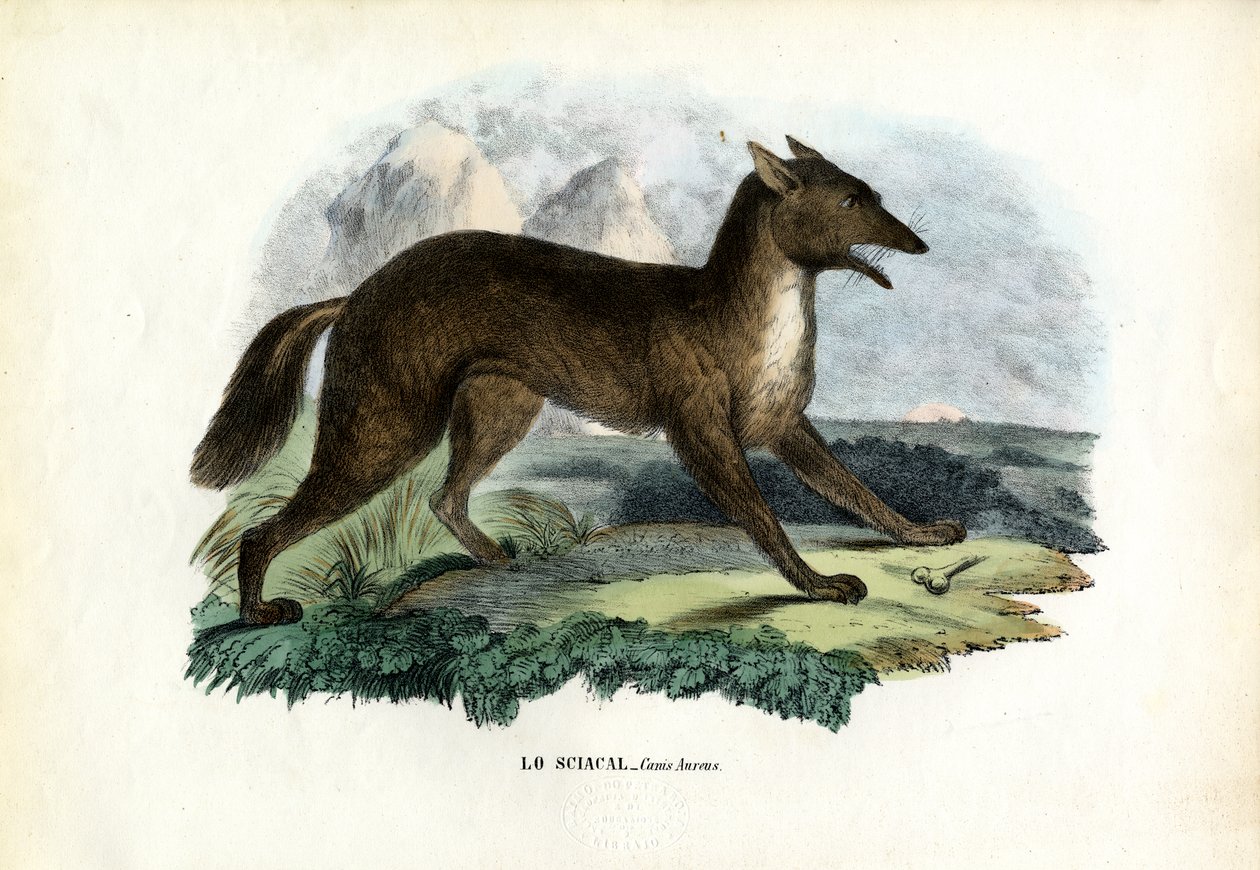 Goldschakal, 1863-79 von Raimundo Petraroja