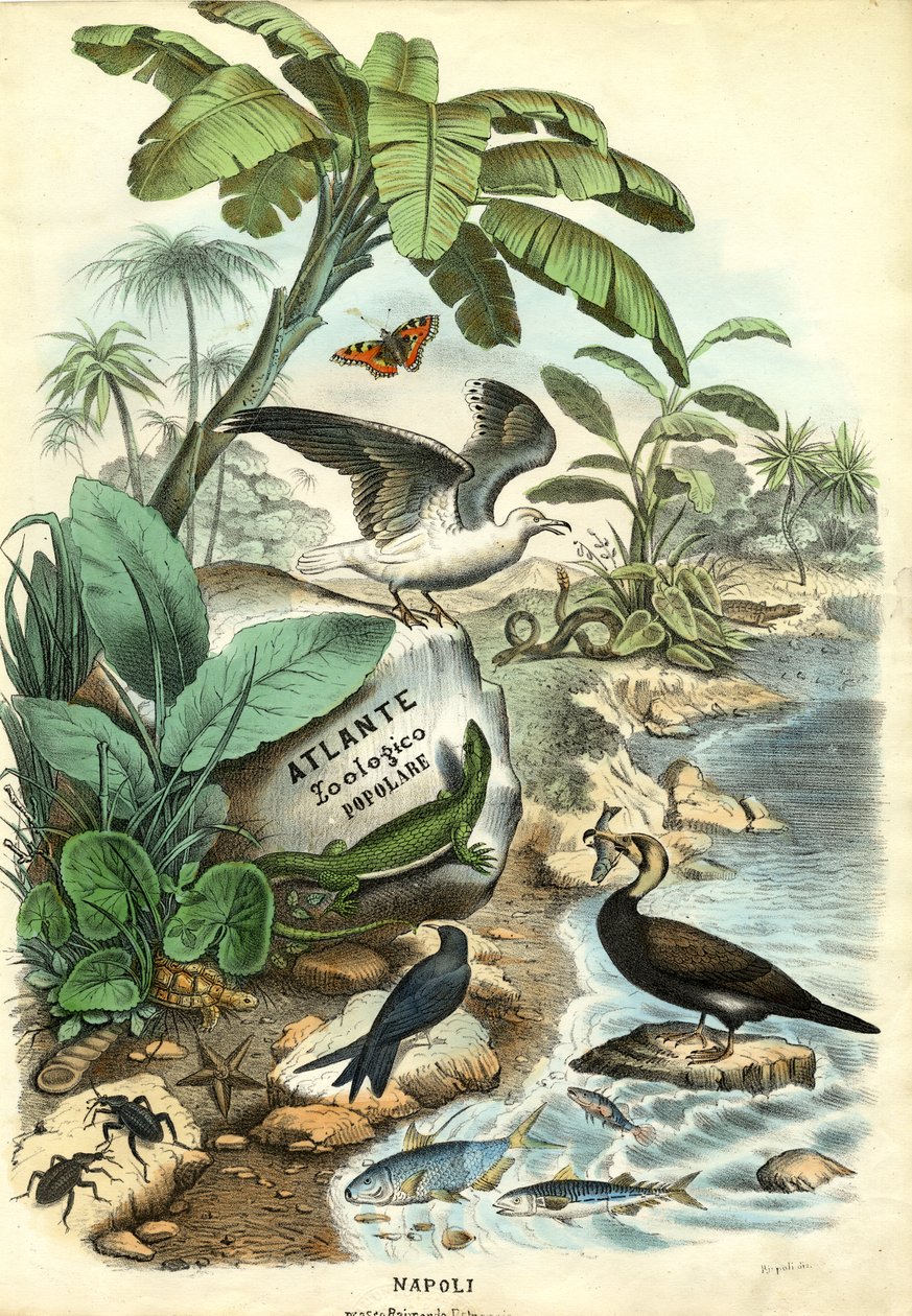 Titelseite, 1863-79 von Raimundo Petraroja