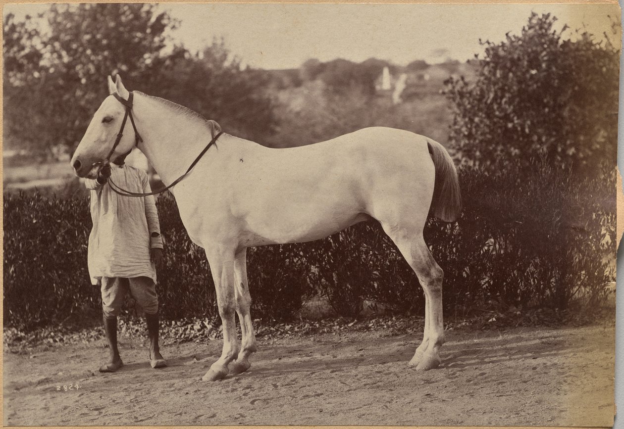 Captain Bailwards Pferd, Jhansi (verso, rechts) von Raja Deen Dayal
