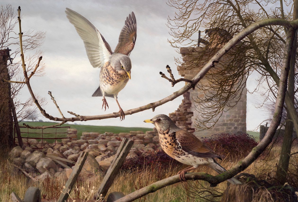 Wacholderdrosseln in Eccup, West Yorkshire von Raymond Booth