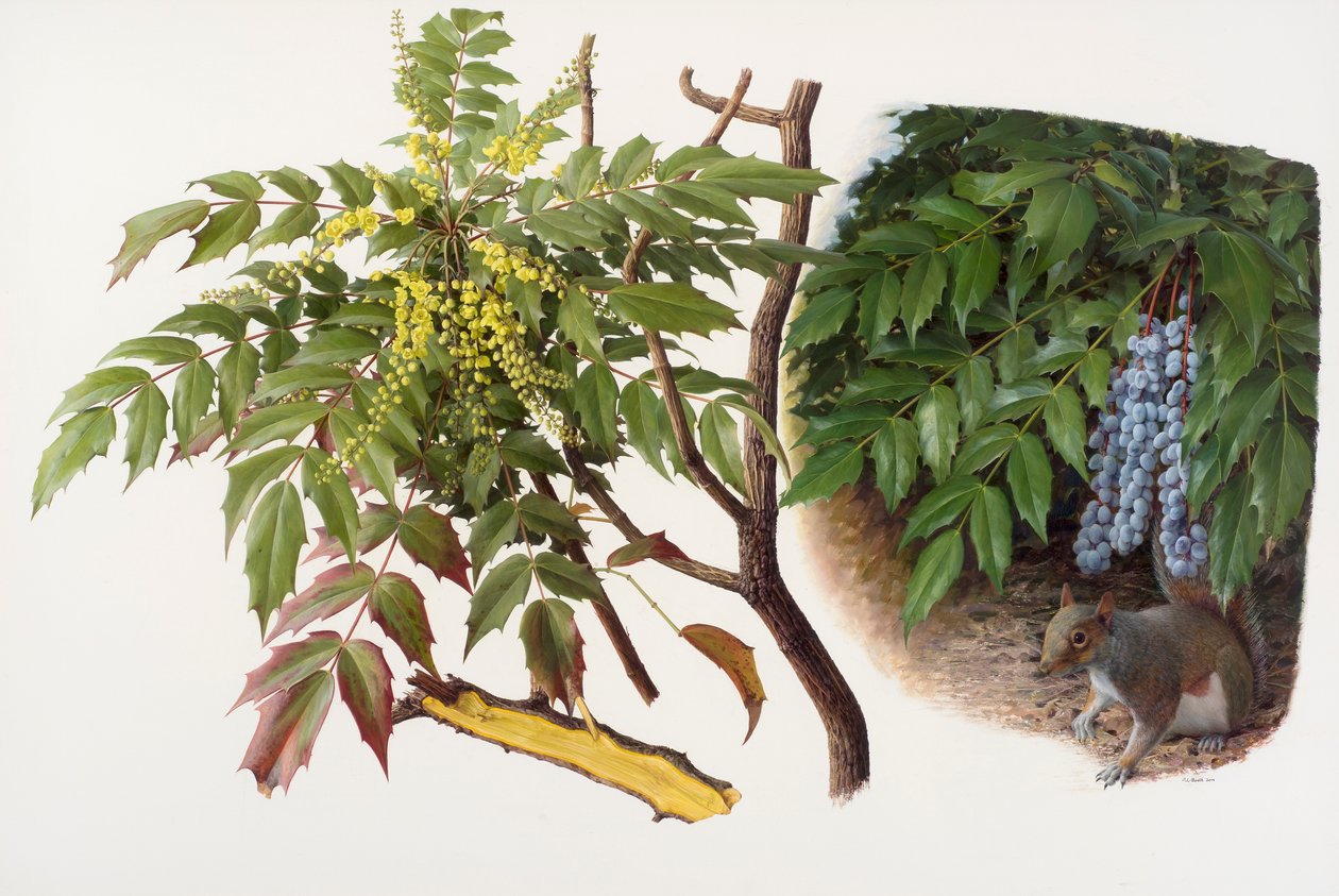 Mahonia japonica, 2008 von Raymond Booth
