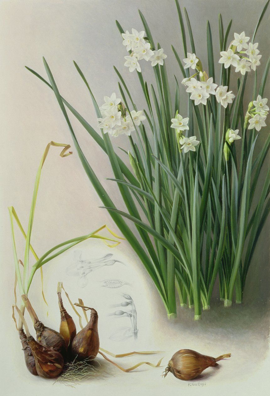 Narzisse Pannizianus von Raymond Booth