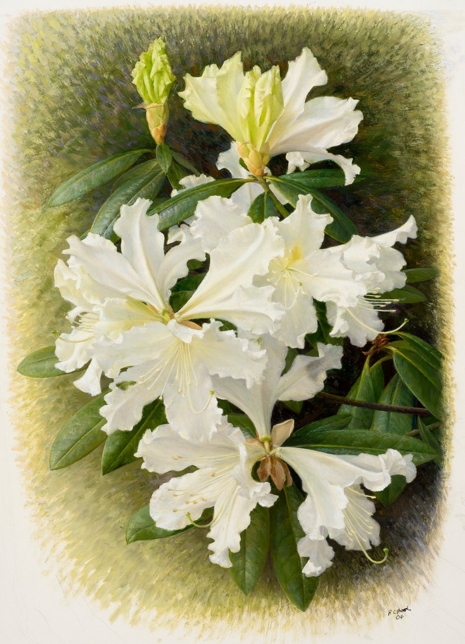 Rhododendron veitchianum, 2004 von Raymond Booth