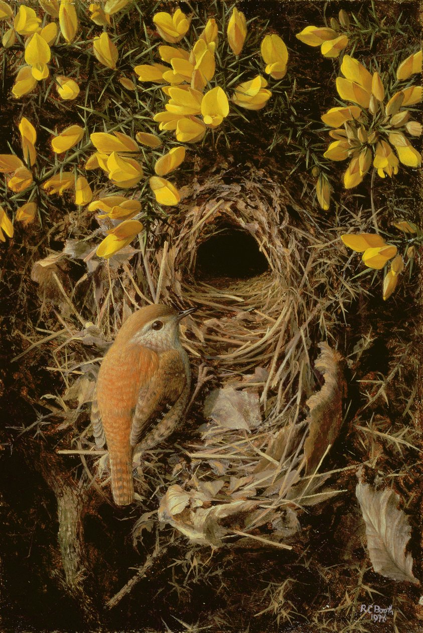 Studie eines Zaunkönigs an seinem Nest in einem Stechginsterbusch von Raymond Booth