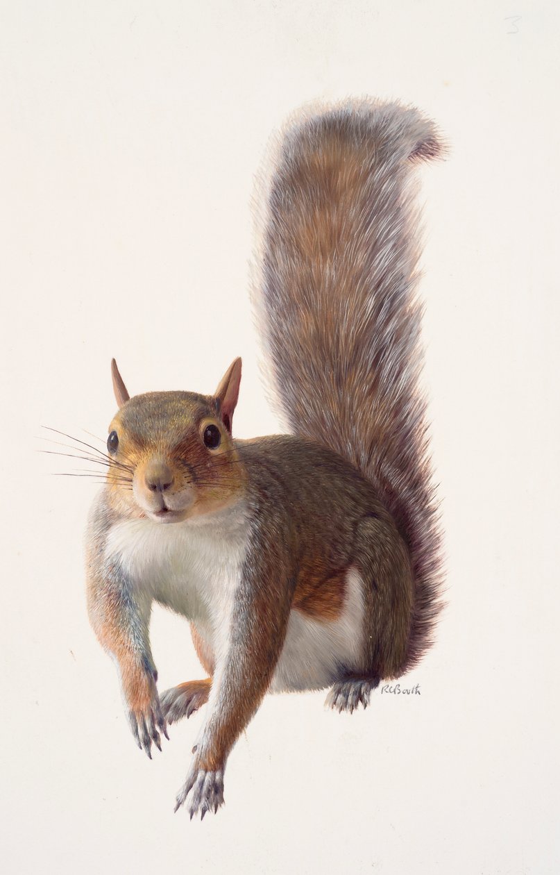 Studie eines Grauhörnchens von Raymond Booth
