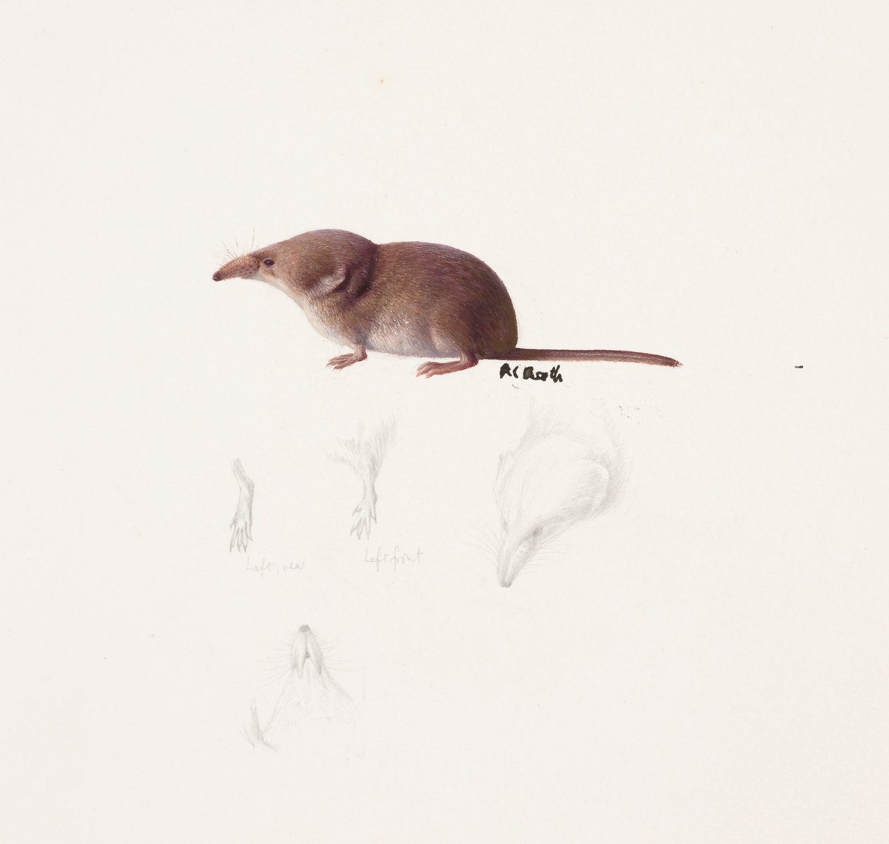 Studie einer Spitzmaus von Raymond Booth