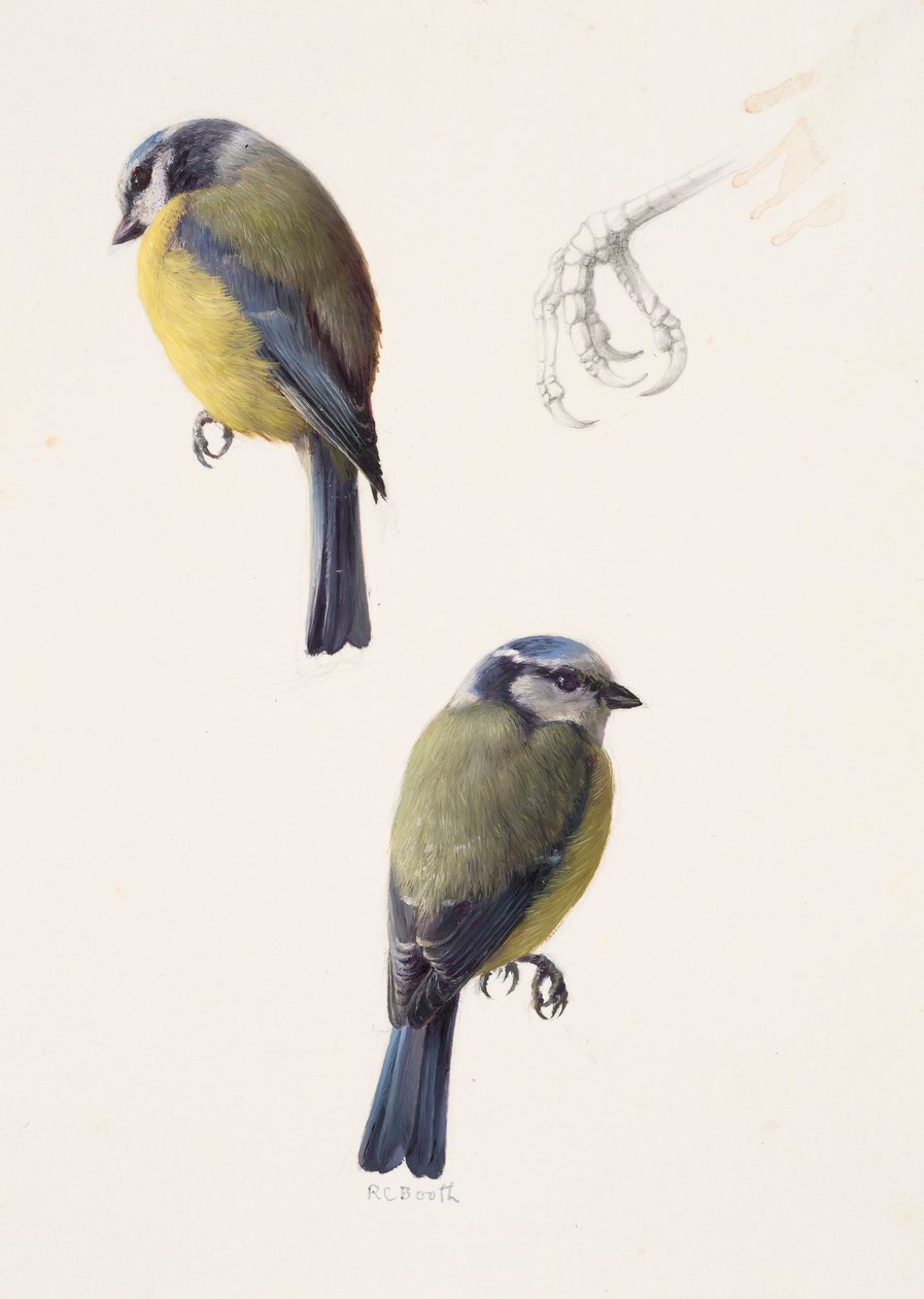 Zwei Studien einer Blaumeise von Raymond Booth