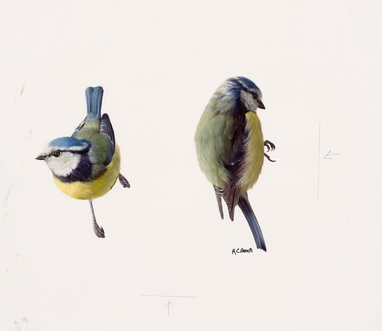 Zwei Studien einer Blaumeise von Raymond Booth