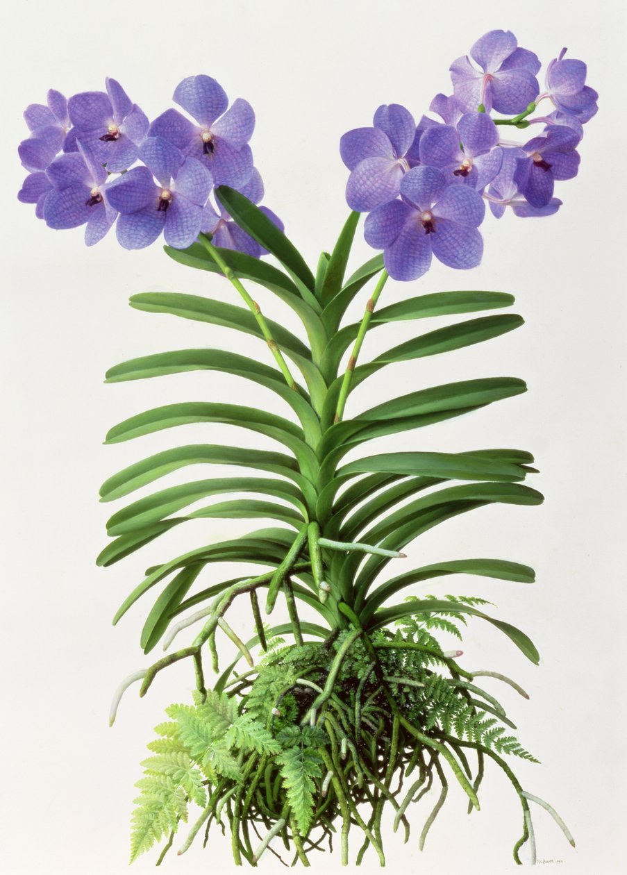 Vanda Rothschildiana von Raymond Booth