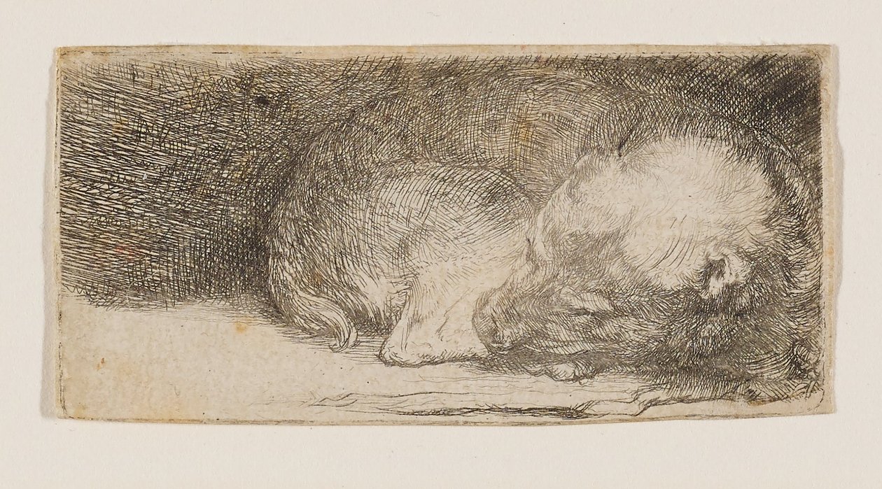 Schlafender Welpe von Rembrandt van Rijn