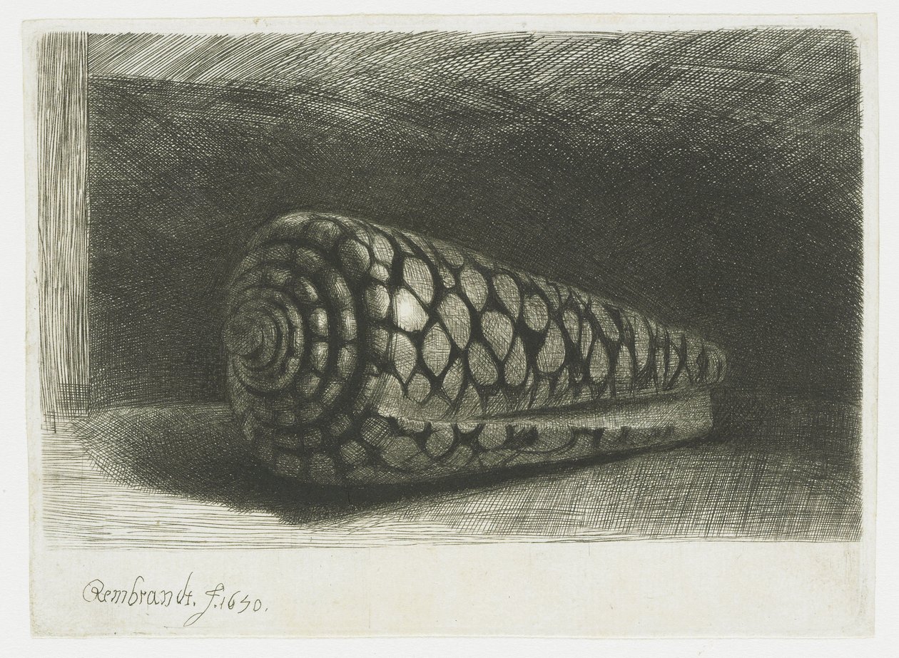 Die Muschel von Rembrandt van Rijn